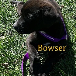 Photo of Bowser