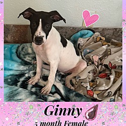 Photo of GINNY –5 MONTH FEMALE PIT BULL