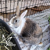 adopt-pet
