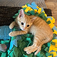 adopt a pet