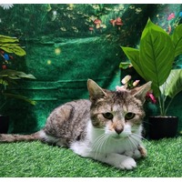 GALE - Domestic Shorthair available for adoption