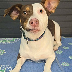 Lyra *foster needed*
