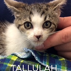 Thumbnail photo of Tallulah #3