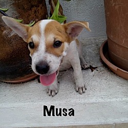 Thumbnail photo of Musa #2