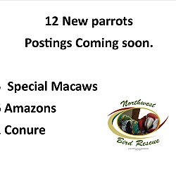 Photo of 12 PARROTS Posting Soon