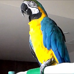 Thumbnail photo of Fernando The Mila-Gold Macaw #2