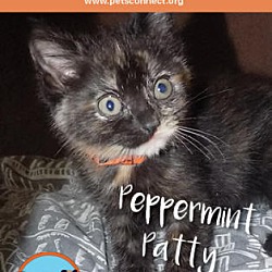 Thumbnail photo of Peppermint Patty #2
