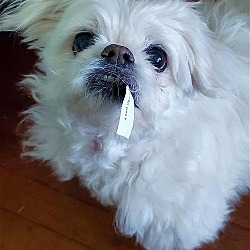 Photo of Gremlin