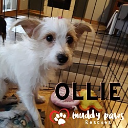 Photo of Ollie - adoption pending