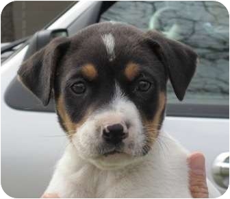 jack russell cross beagle puppies for sale