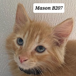 Photo of Mason B207