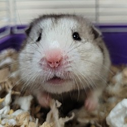 Thumbnail photo of Possum #1