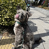 adopt a pet