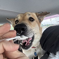 adopt a pet
