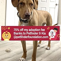 adopt a pet