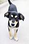 HUNTER - Black and Tan Coonhound available for adoption