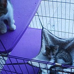 Thumbnail photo of Kittens of all colors #1