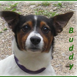 Thumbnail photo of Buddy #1