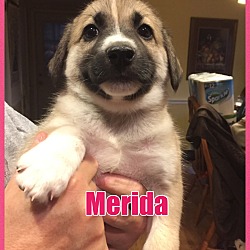 Thumbnail photo of Merida - PENDING - in Maine #4