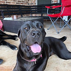 Cane Corso Puppies For Sale In Texas Adoptapetcom