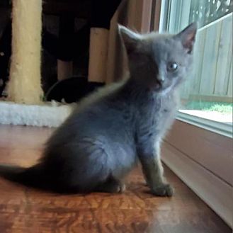 Adopt A Pet  PetSmart Charities