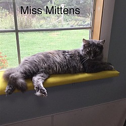 Thumbnail photo of Ms. Mittens #1