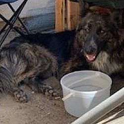 Photo of Roscoe