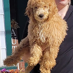 Thumbnail photo of TOM or JERRY Mini goldendoodles #2
