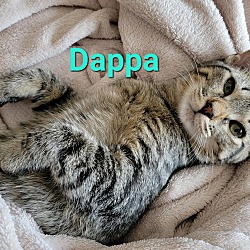 Thumbnail photo of Dappa #2