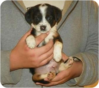 Roosevelt Ut Beagle Meet Beagle Mix Puppies A Pet For Adoption
