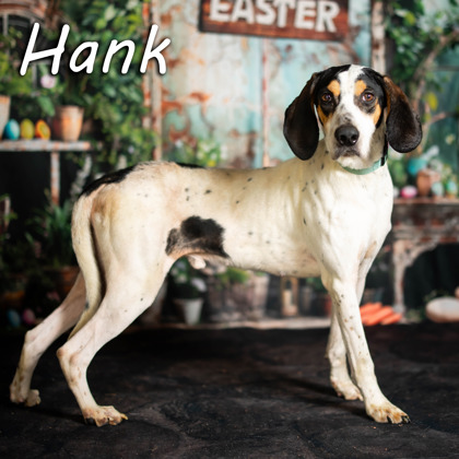 Thumbnail photo of C3   Hank #3