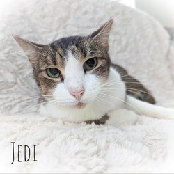 Thumbnail photo of Jedi #4