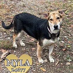 Photo of Nyla