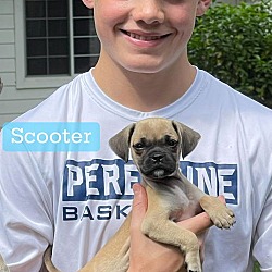 Thumbnail photo of Scooter #2