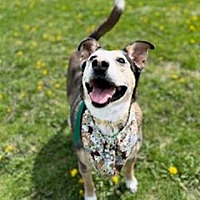 adopt a pet