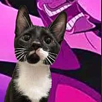 adopt-pet