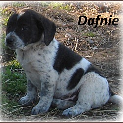 Thumbnail photo of Dafnie #2
