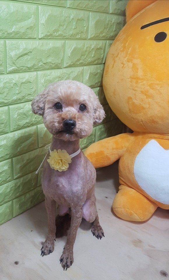 goldies teacup poodles