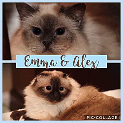 Thumbnail photo of EMMA & ALEX #1
