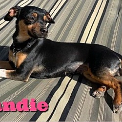 Photo of Candie