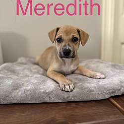 Photo of Meredith