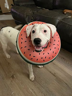 Bauxite, AR - Dogo Argentino/Labrador Retriever. Meet Georgia a Pet for ...