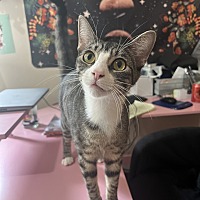 adopt a pet