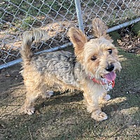 adopt-pet