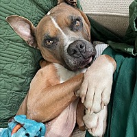 adopt a pet
