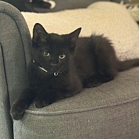 adopt-pet