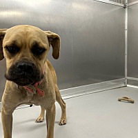 adopt a pet