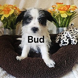 Thumbnail photo of Bud #1
