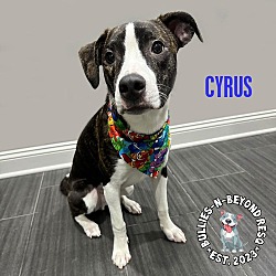 Photo of Cyrus