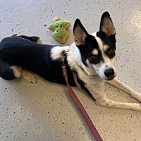 adopt a pet
